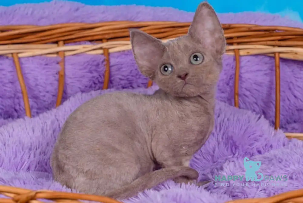 Fox Devon Rex Male Lilac Live Animals