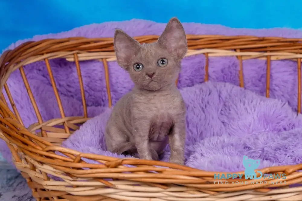 Fox Devon Rex Male Lilac Live Animals