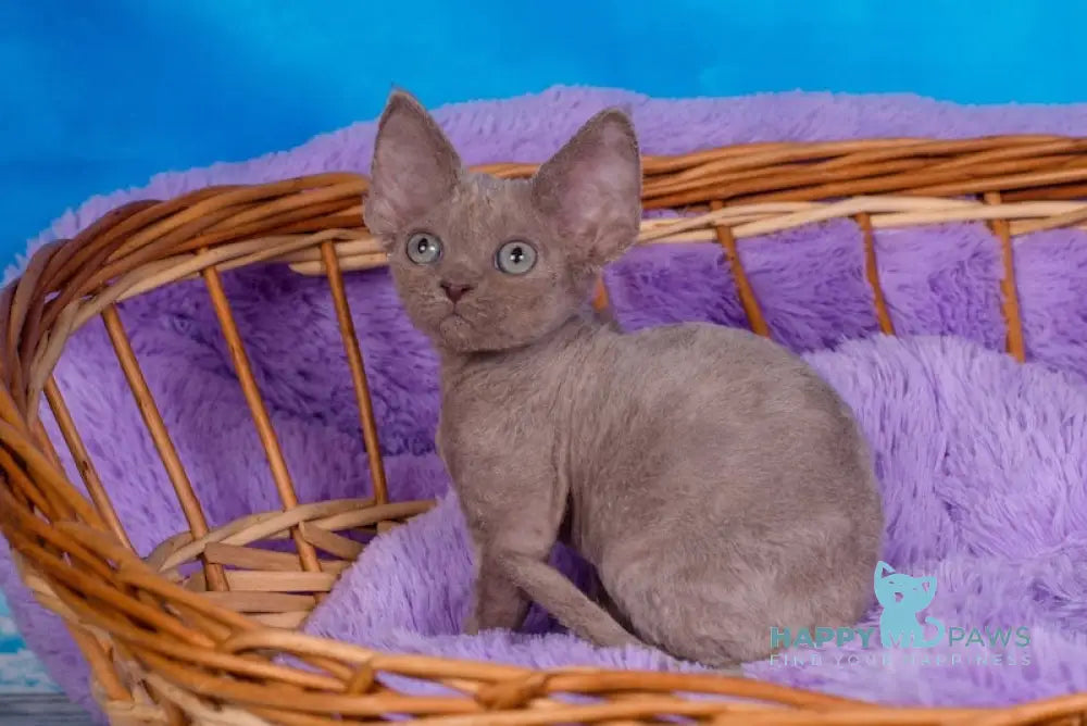 Fox Devon Rex Male Lilac Live Animals