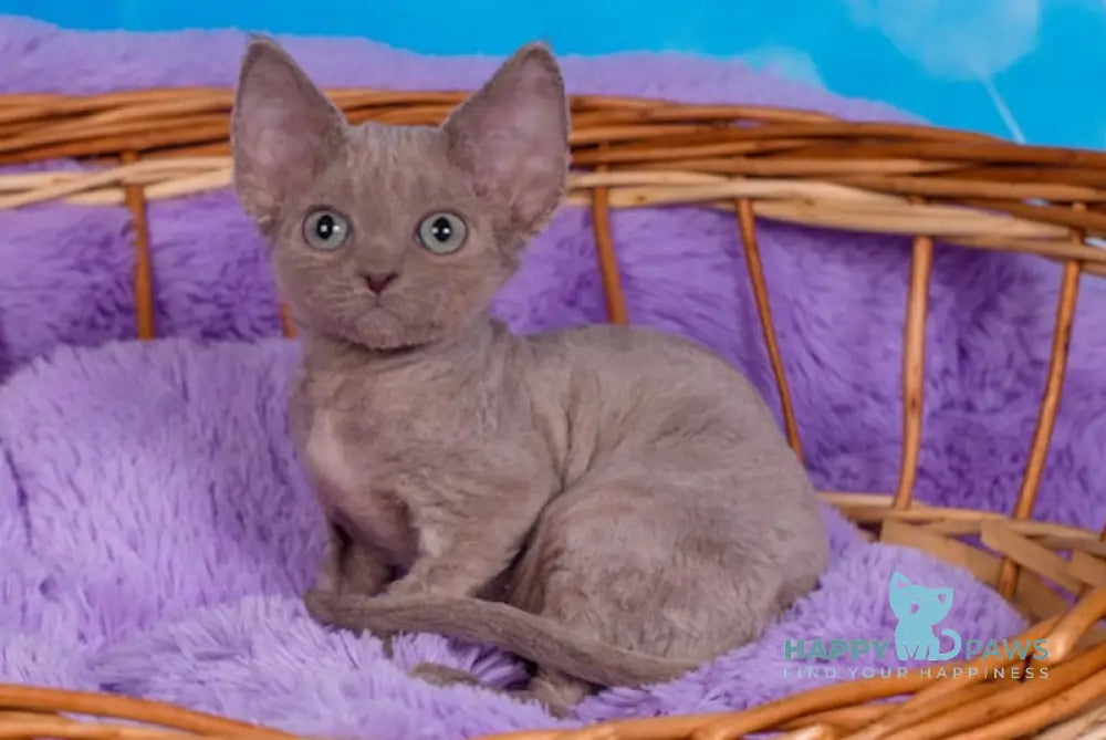 Fox Devon Rex Male Lilac Live Animals