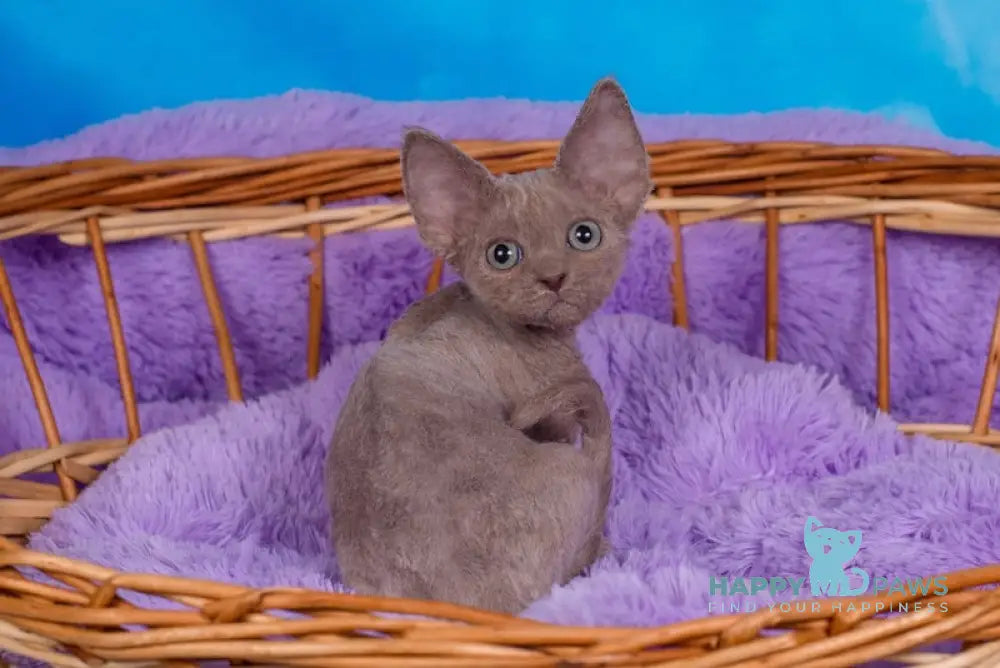 Fox Devon Rex Male Lilac Live Animals