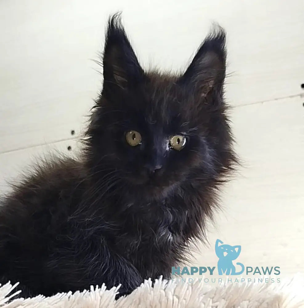 Fred Maine Coon Male Black Live Animals