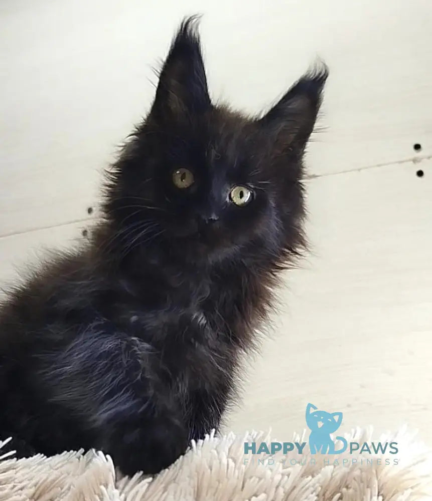 Fred Maine Coon Male Black Live Animals