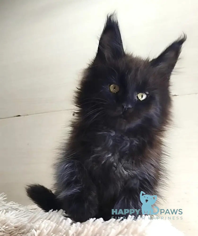 Fred Maine Coon Male Black Live Animals