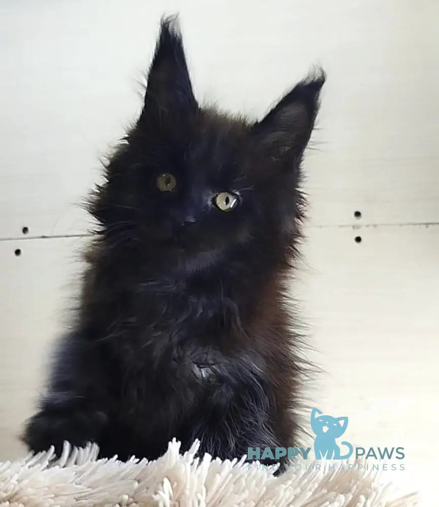 Fred Maine Coon Male Black Live Animals