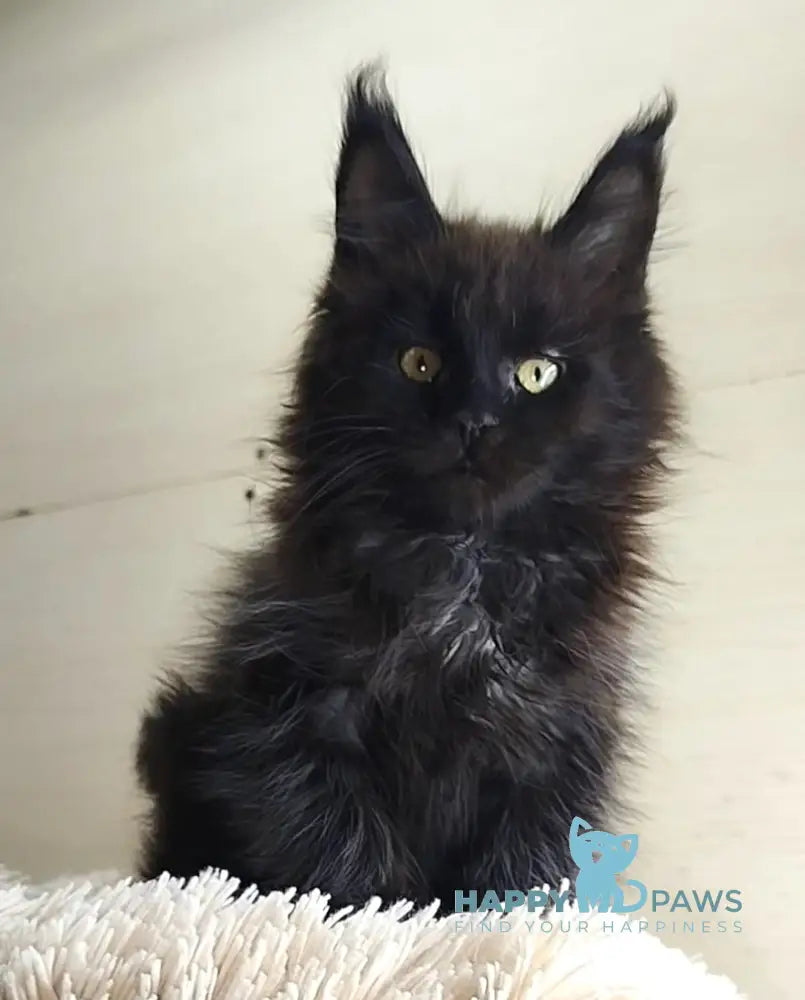 Fred Maine Coon Male Black Live Animals