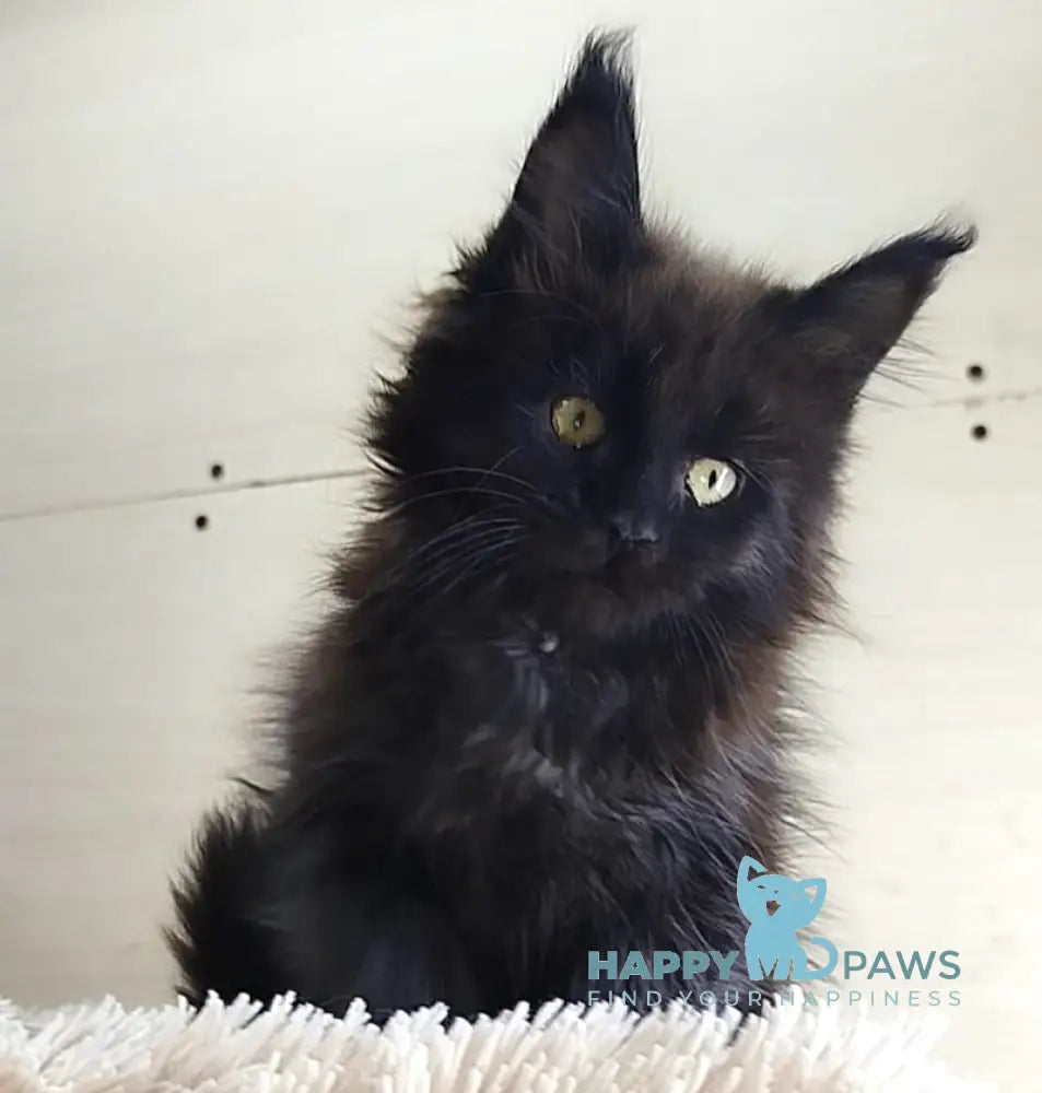 Fred Maine Coon Male Black Live Animals