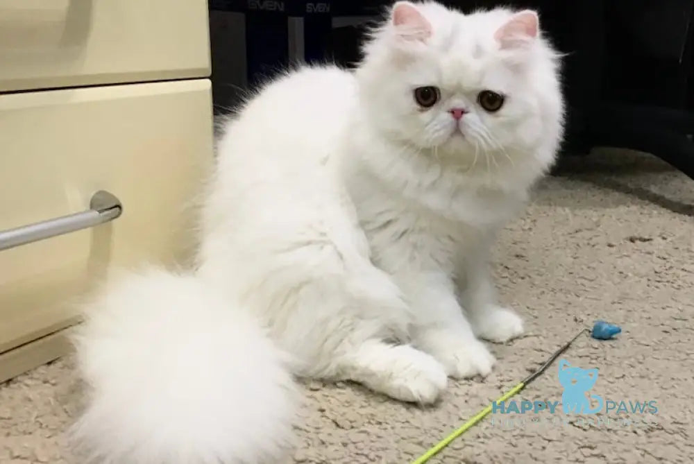 Frederic Persian Male White Live Animals