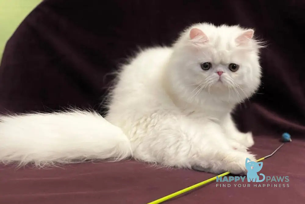 Frederic Persian Male White Live Animals