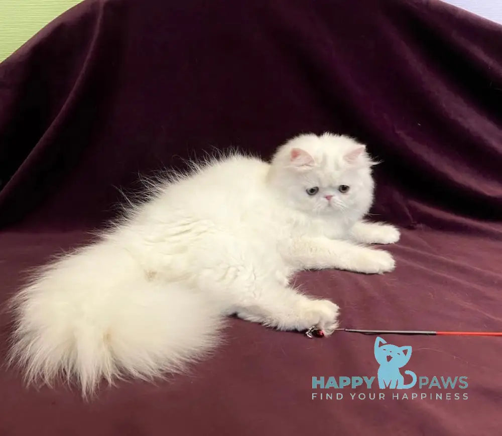 Frederic Persian Male White Live Animals