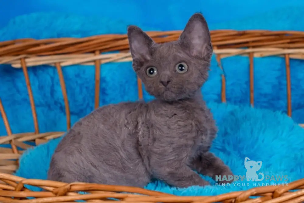 Frezy Devon Rex Female Blue Live Animals