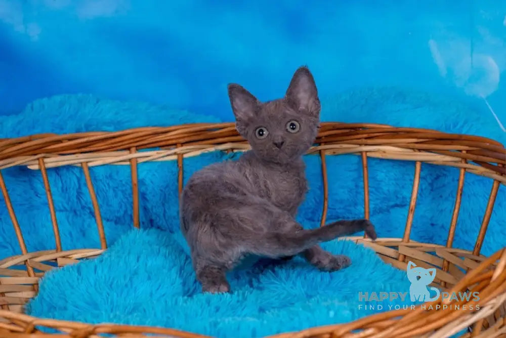 Frezy Devon Rex Female Blue Live Animals