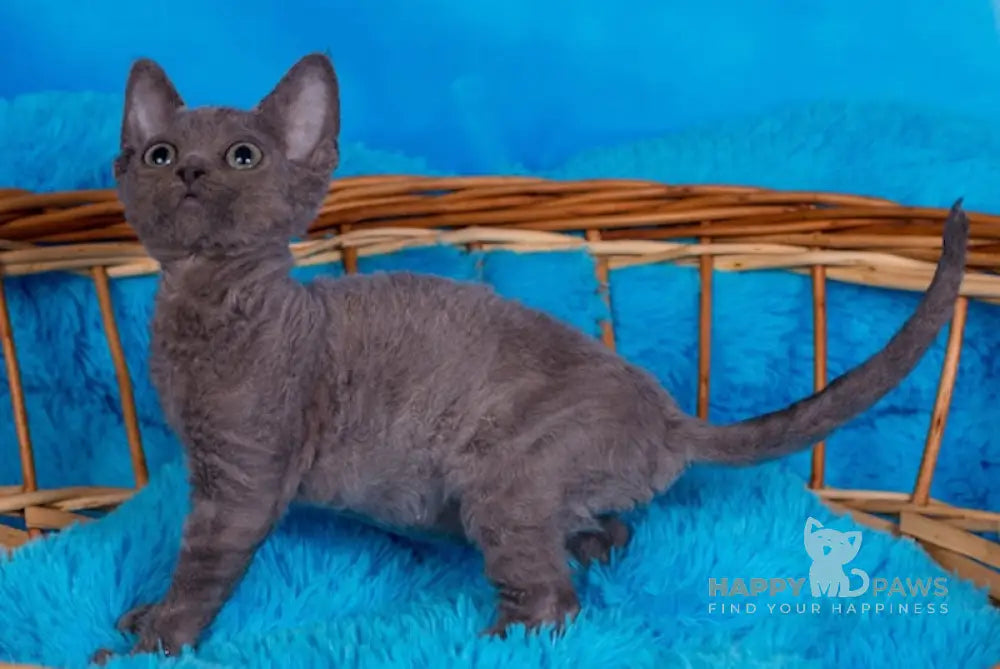 Frezy Devon Rex Female Blue Live Animals