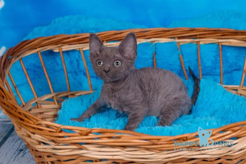 Frezy Devon Rex Female Blue Live Animals