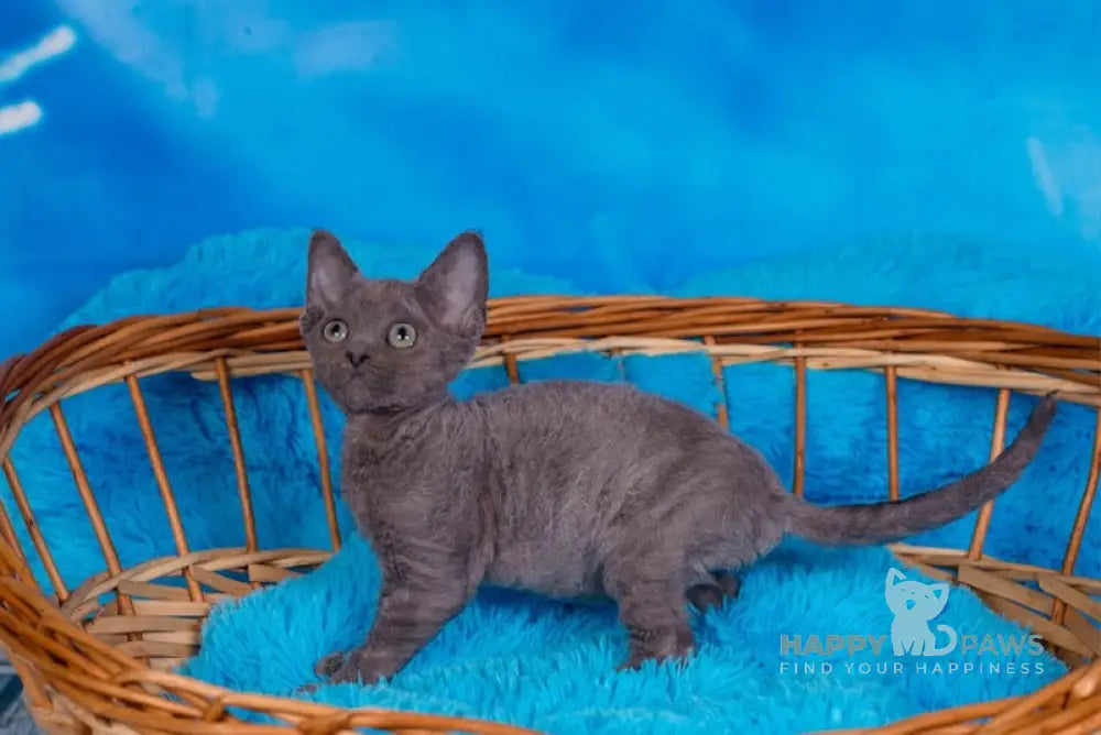 Frezy Devon Rex Female Blue Live Animals