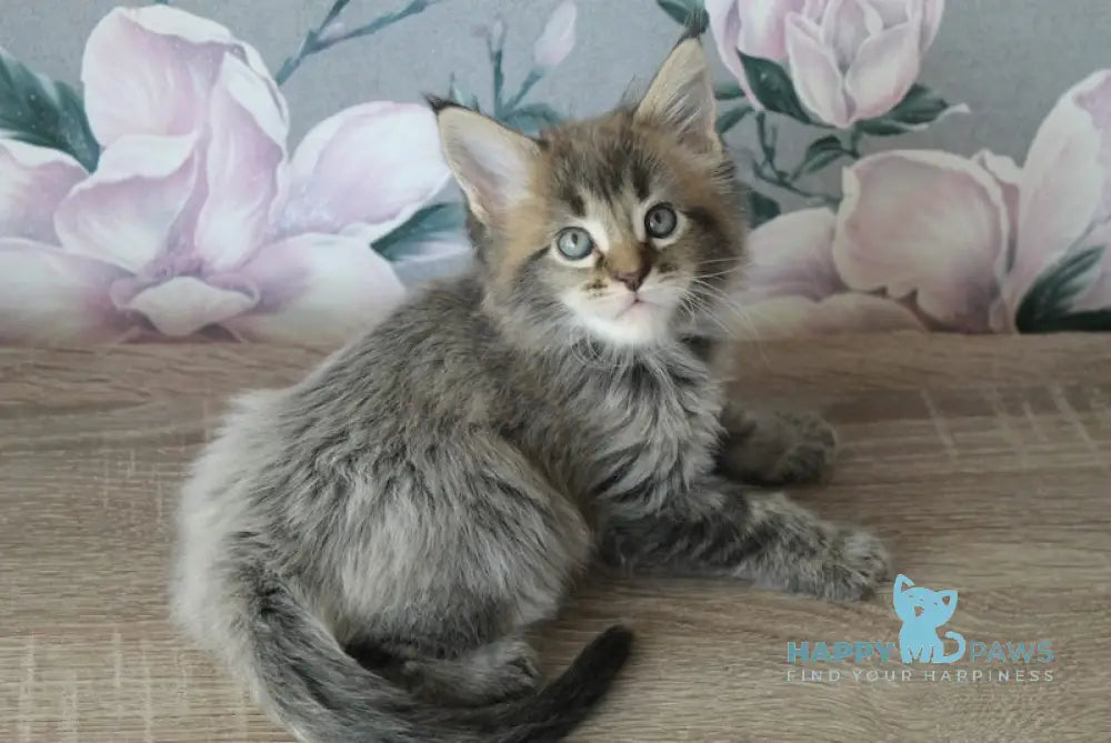 Furor Maine Coon male black tabby live animals