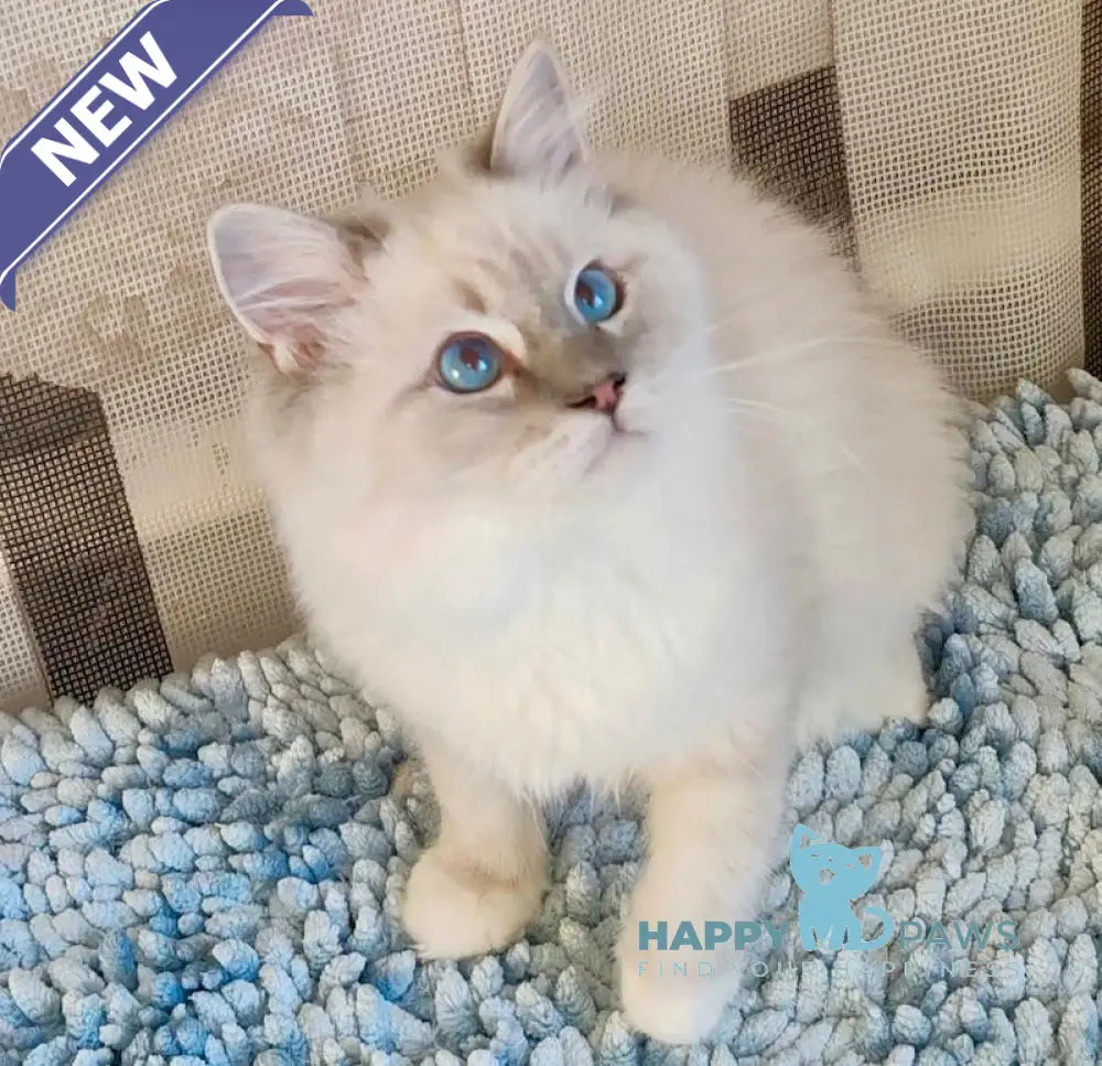 Fynte Ragdoll Male Seal Tabby Mitted Live Animals