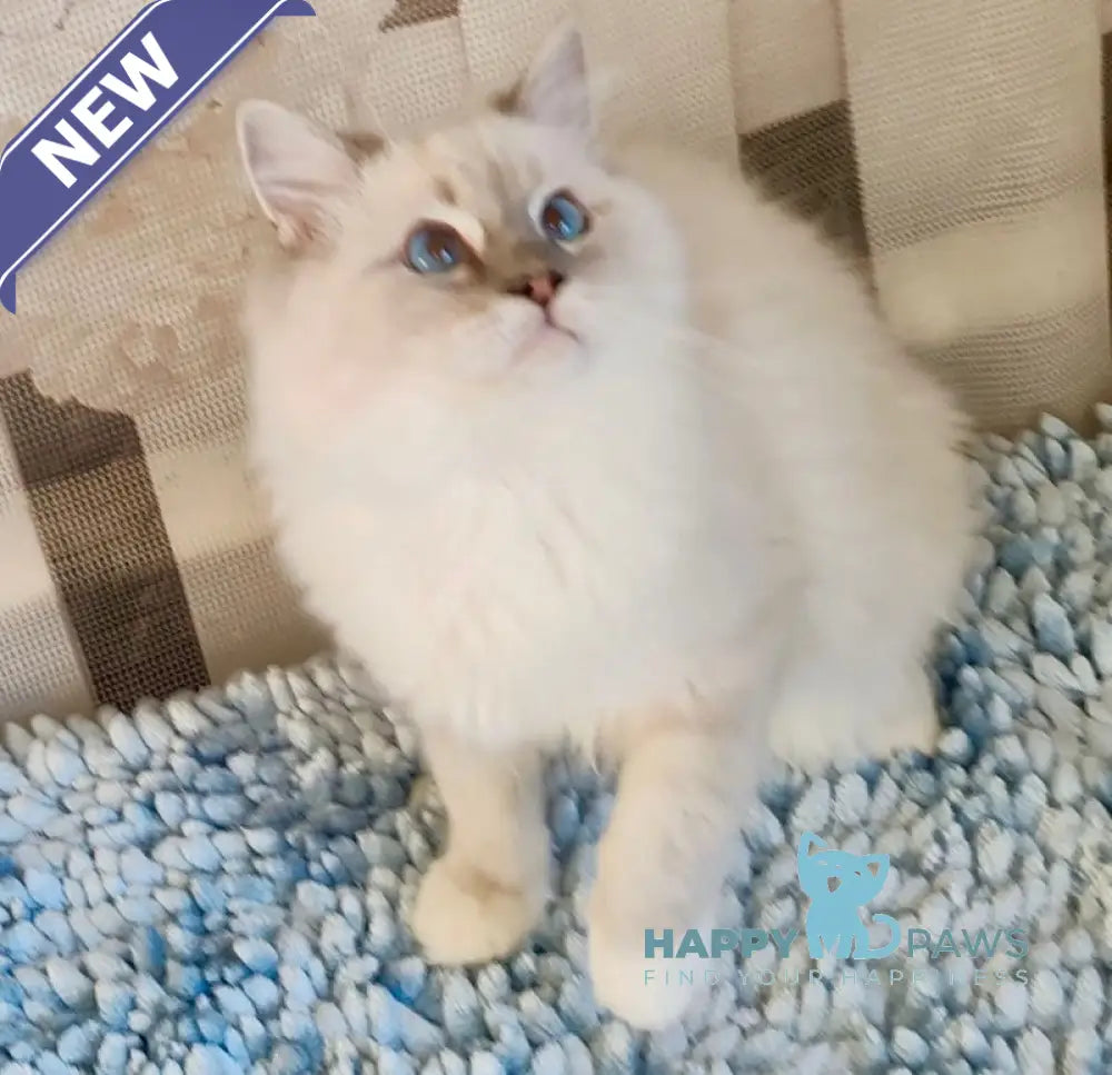 Fynte Ragdoll Male Seal Tabby Mitted Live Animals