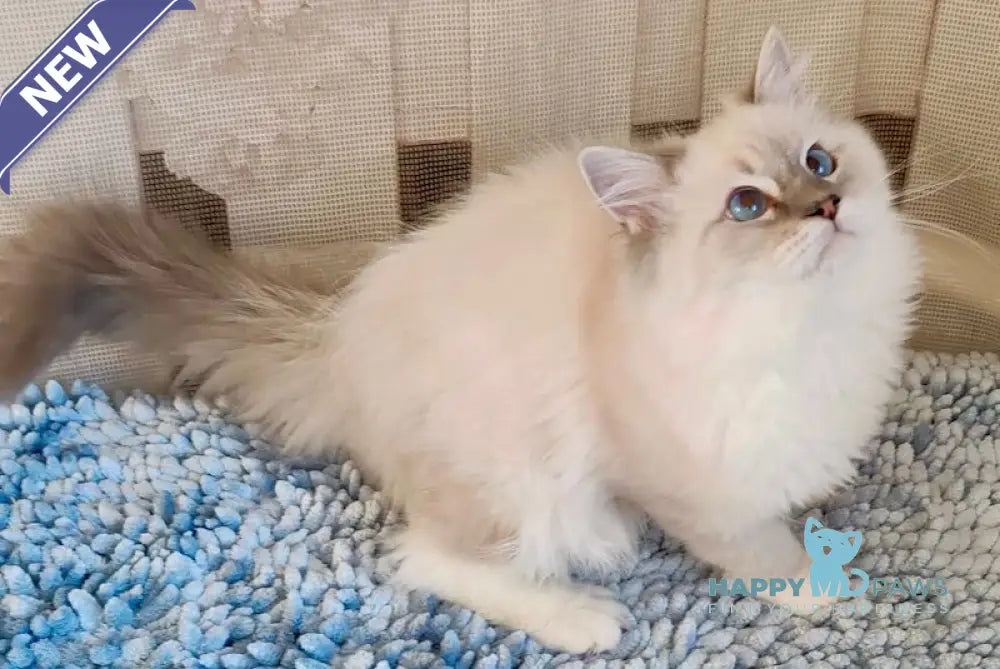 Fynte Ragdoll Male Seal Tabby Mitted Live Animals