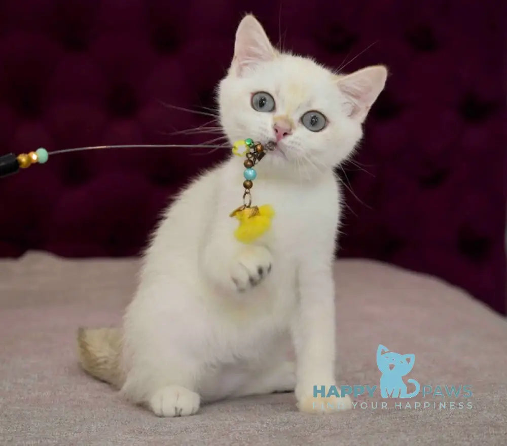 Gabriel British Shorthair Male Black Golden Chinchilla Pointed Live Animals