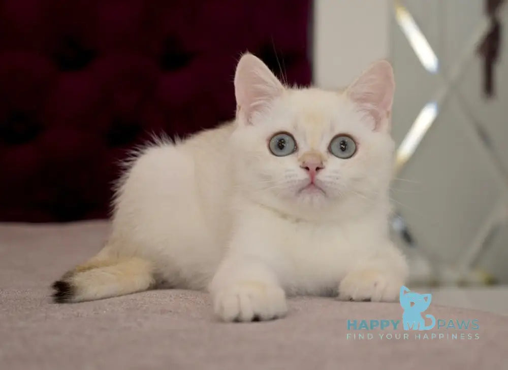 Gabriel British Shorthair Male Black Golden Chinchilla Pointed Live Animals