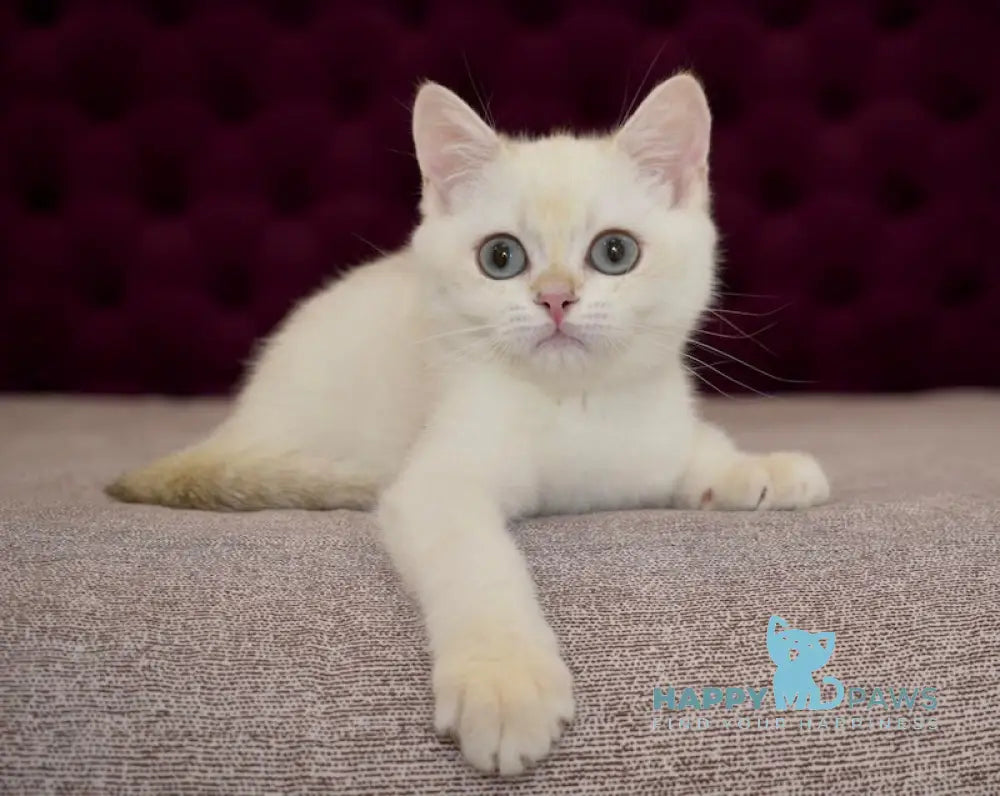 Gabriel British Shorthair Male Black Golden Chinchilla Pointed Live Animals