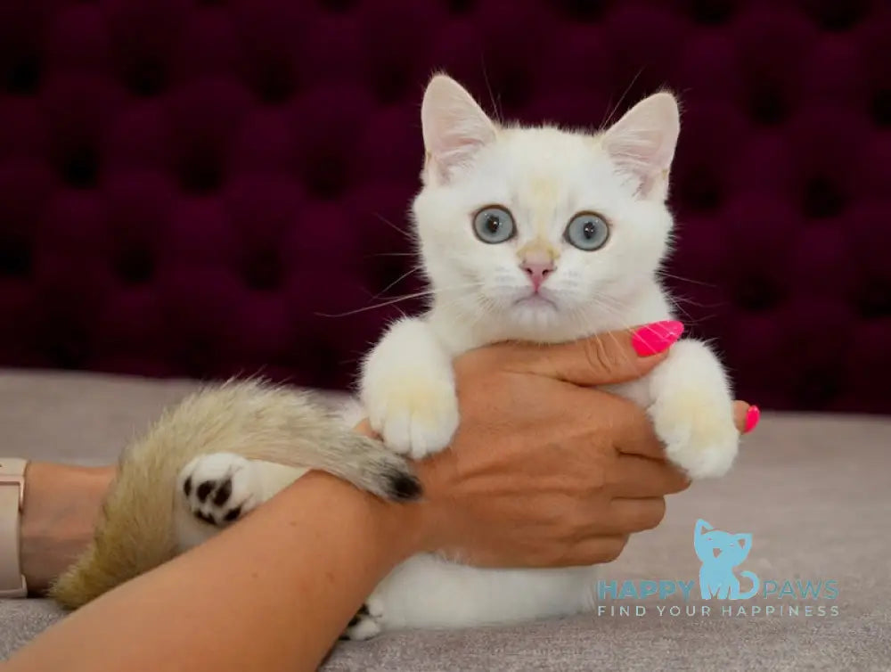 Gabriel British Shorthair Male Black Golden Chinchilla Pointed Live Animals