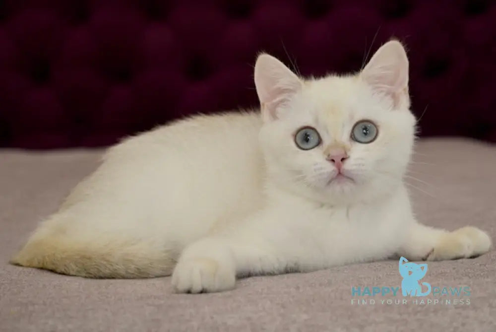 Gabriel British Shorthair Male Black Golden Chinchilla Pointed Live Animals