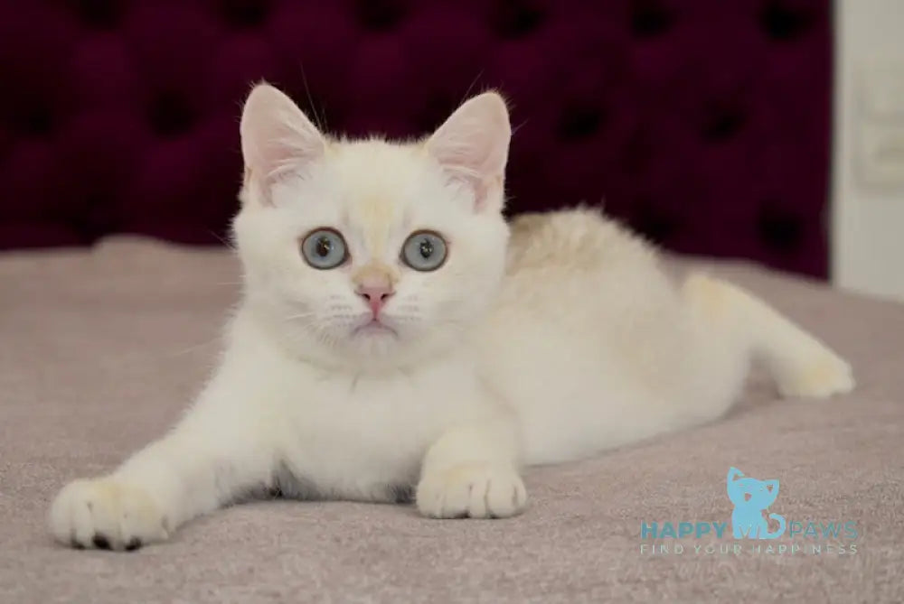 Gabriel British Shorthair Male Black Golden Chinchilla Pointed Live Animals