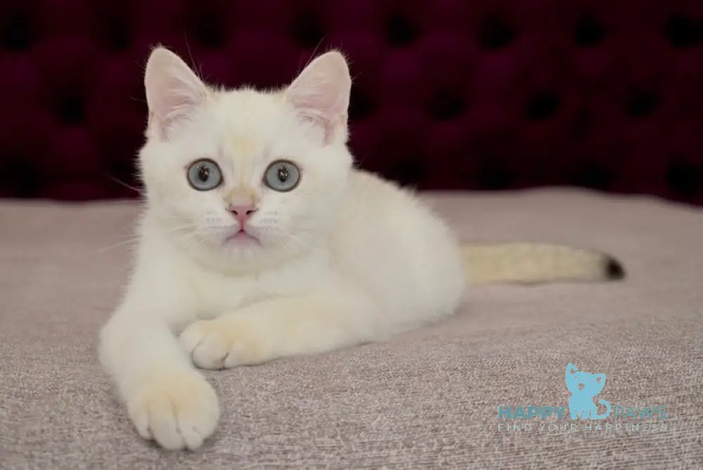 Gabriel British Shorthair Male Black Golden Chinchilla Pointed Live Animals