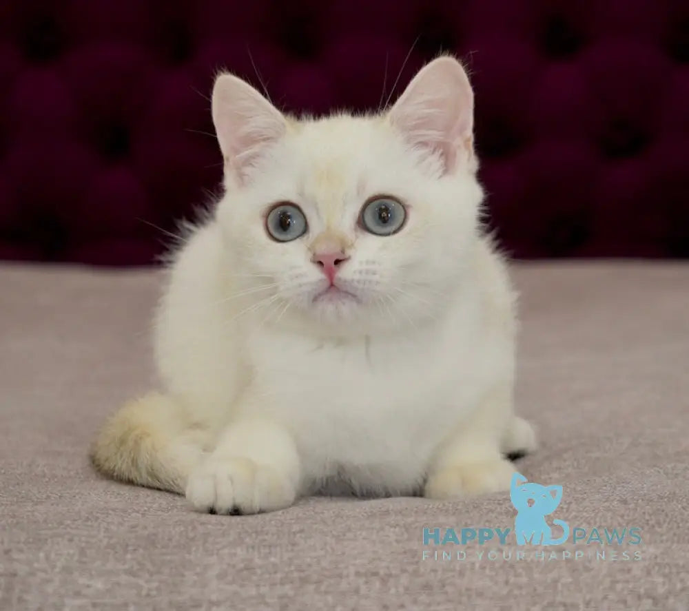 Gabriel British Shorthair Male Black Golden Chinchilla Pointed Live Animals