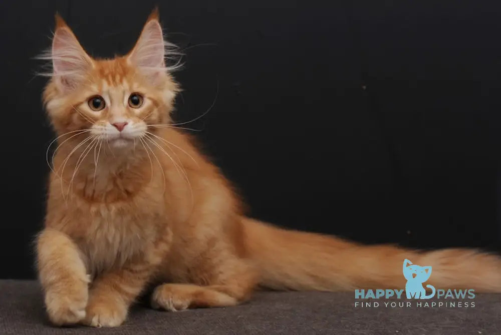 Galactica Maine Coon Female Red Tabby Live Animals