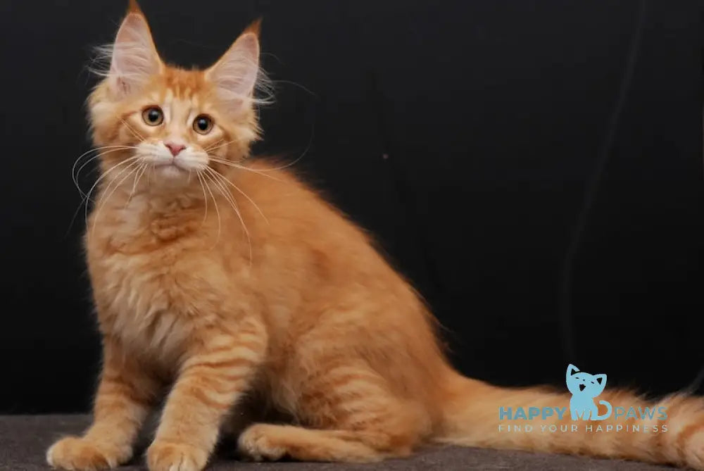 Galactica Maine Coon Female Red Tabby Live Animals