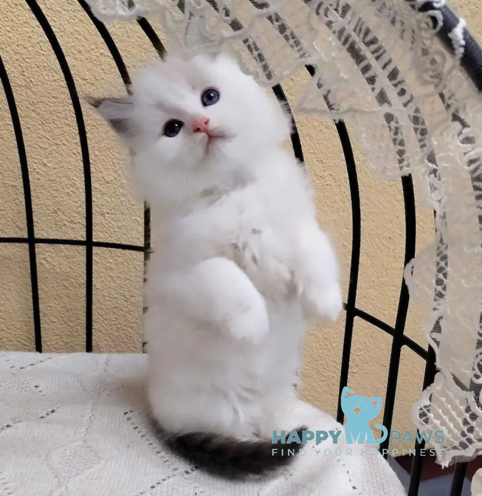 Gamilton Ragdoll Male Seal Lynx Bicolour Live Animals