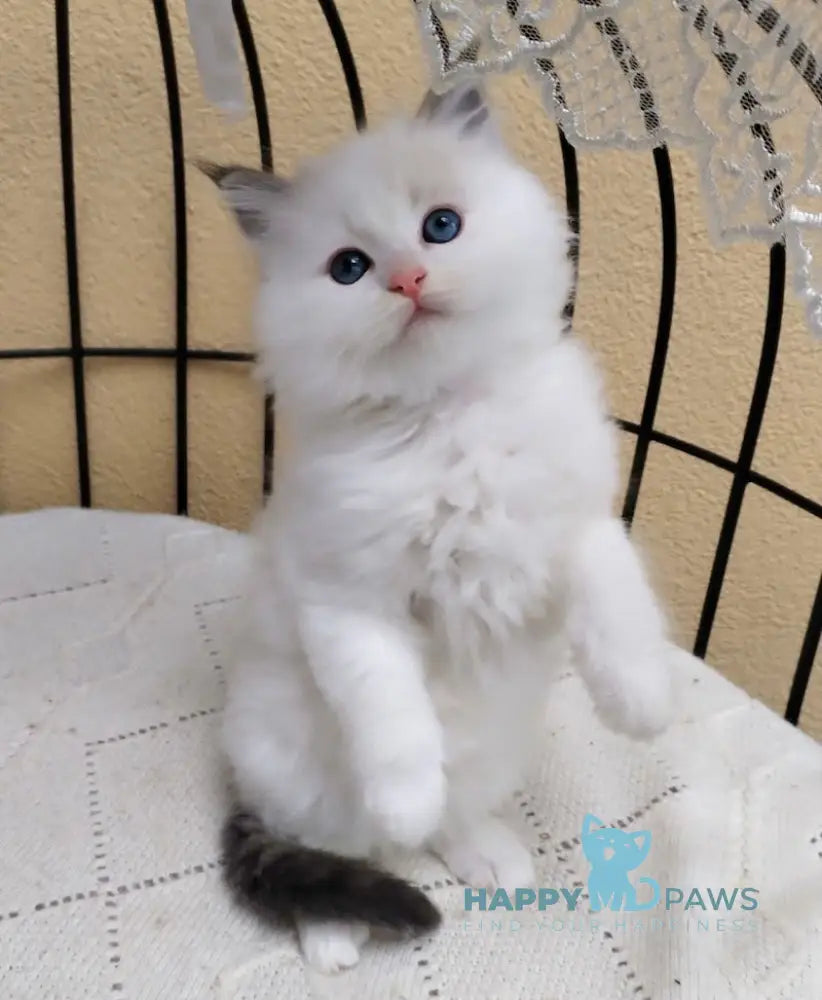 Gamilton Ragdoll Male Seal Lynx Bicolour Live Animals