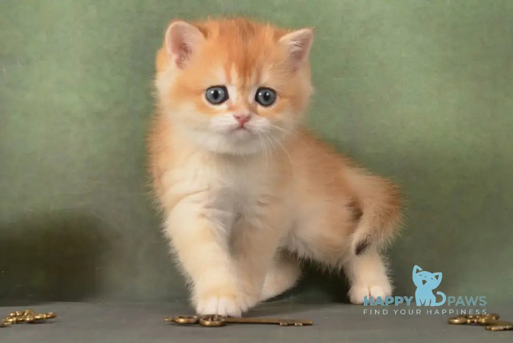 Gamlet British Shorthair male black golden chinchilla live animals