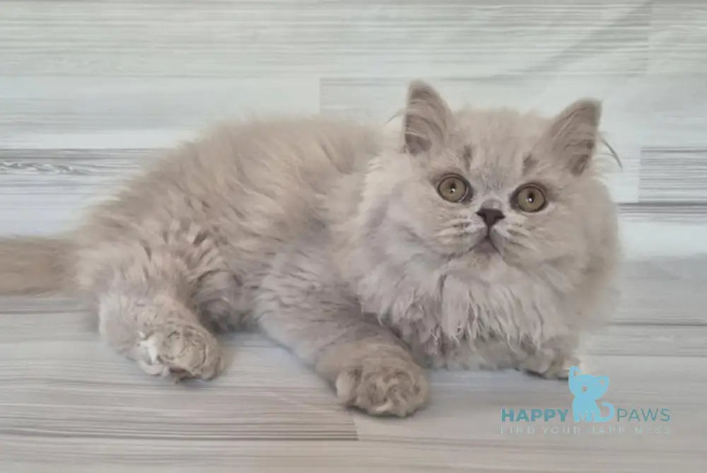 Gandalf British Longhair Male Lilac Live Animals