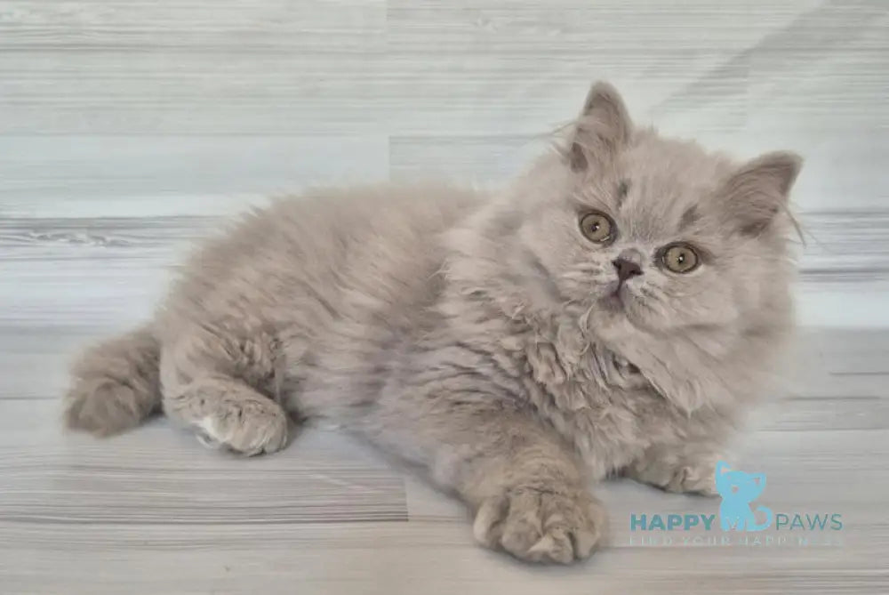 Gandalf British Longhair Male Lilac Live Animals