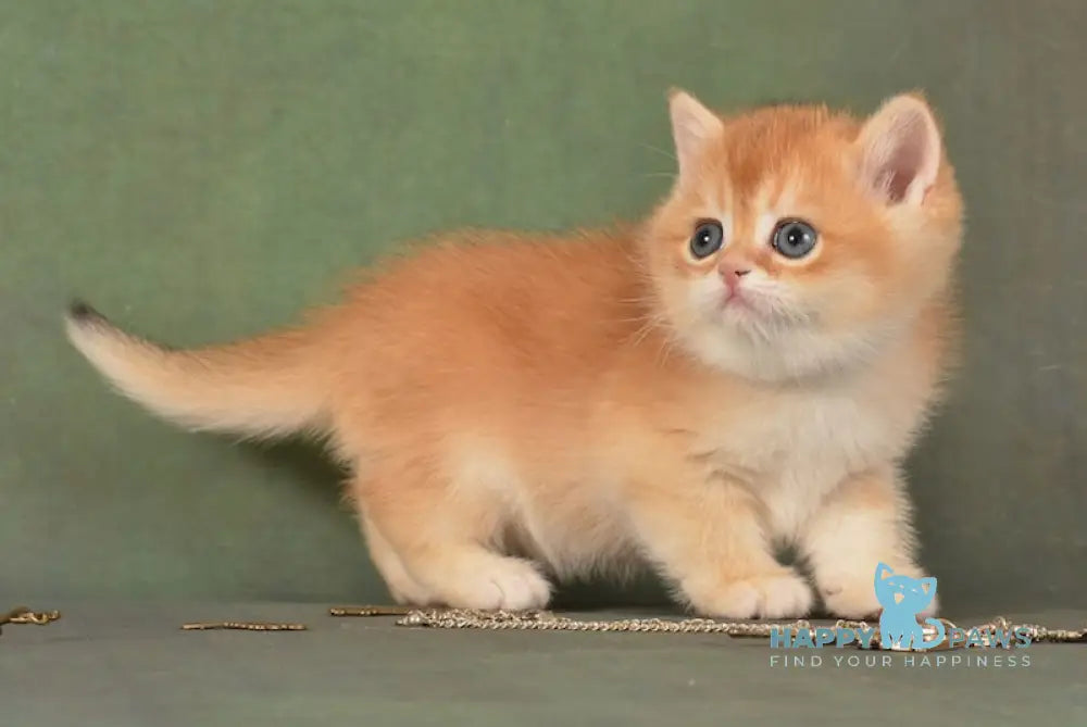 Garfild British Shorthair male black golden chinchilla live animals