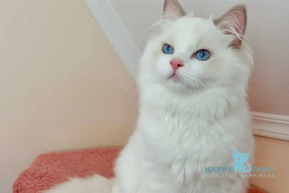 Garold Ragdoll Male Blue Bicolour Live Animals