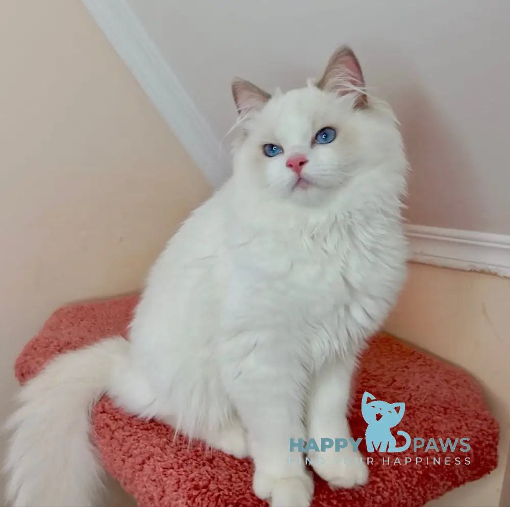 Garold Ragdoll Male Blue Bicolour Live Animals