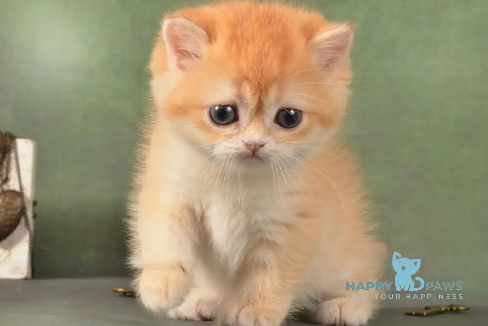 Garry British Shorthair male black golden chinchilla live animals