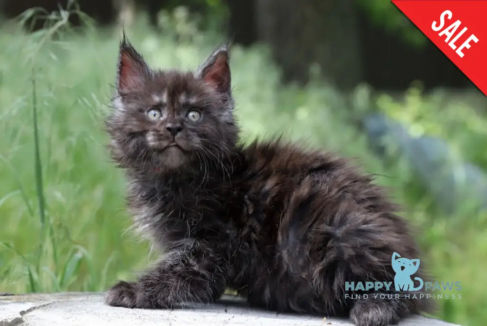 Garry Maine Coon Male Black Silver Live Animals