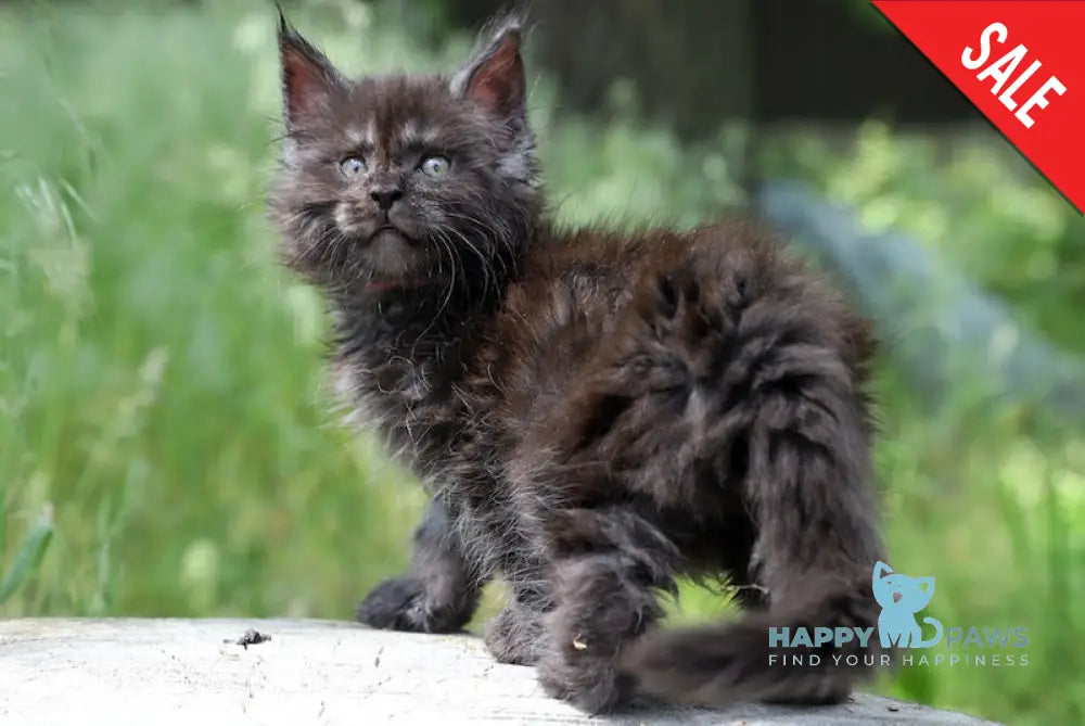 Garry Maine Coon Male Black Silver Live Animals