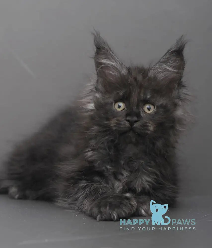 Garry Maine Coon polydactyl male black smoke live animals