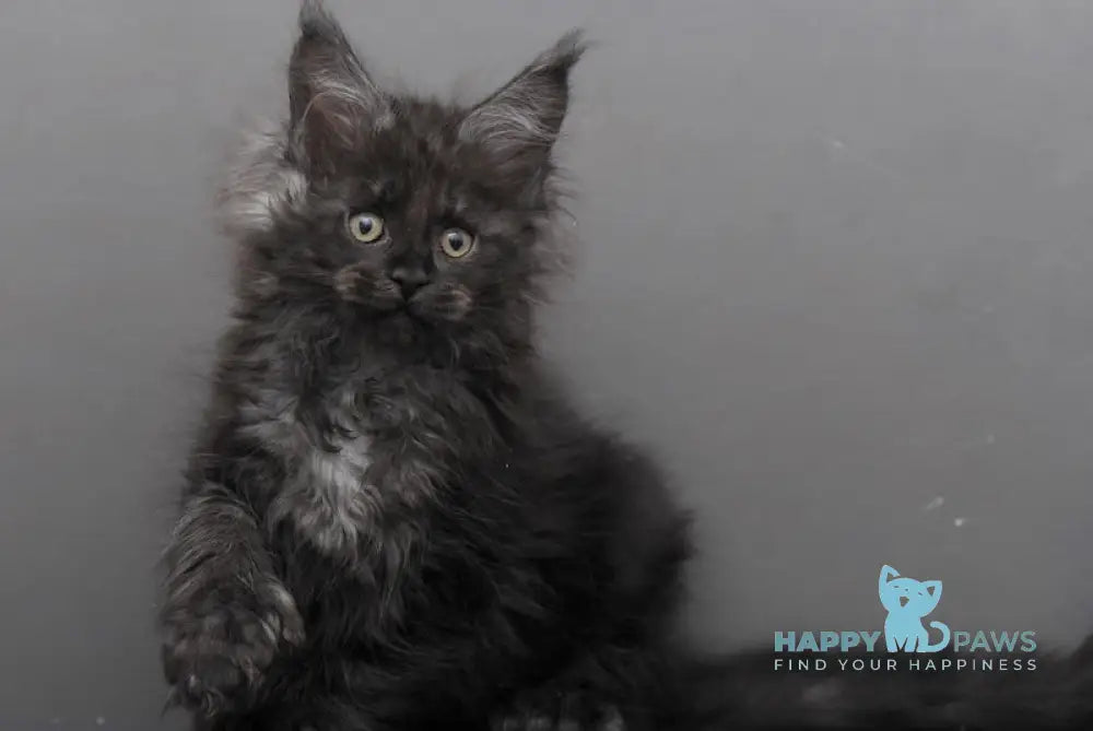 Garry Maine Coon polydactyl male black smoke live animals