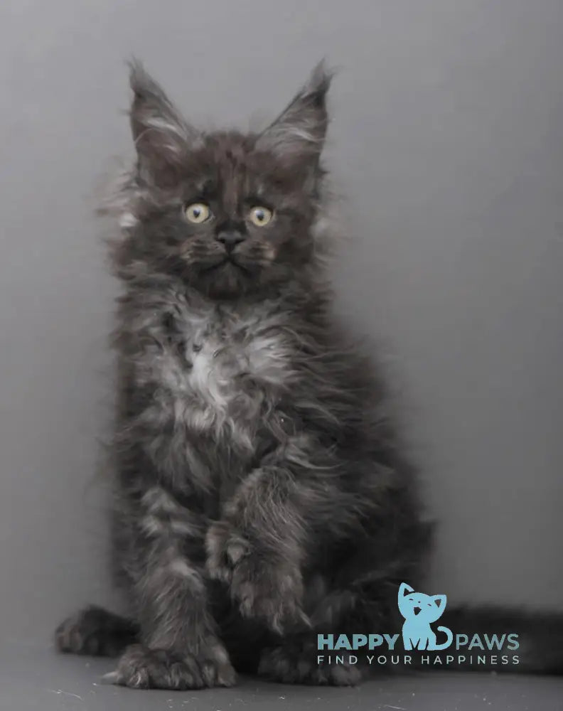 Garry Maine Coon polydactyl male black smoke live animals