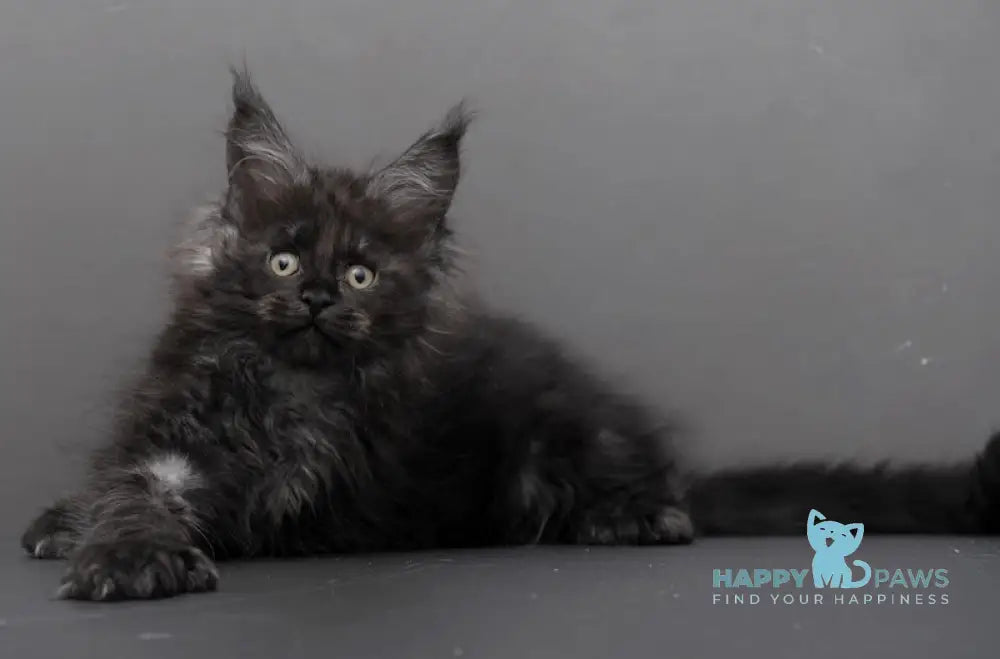 Garry Maine Coon polydactyl male black smoke live animals