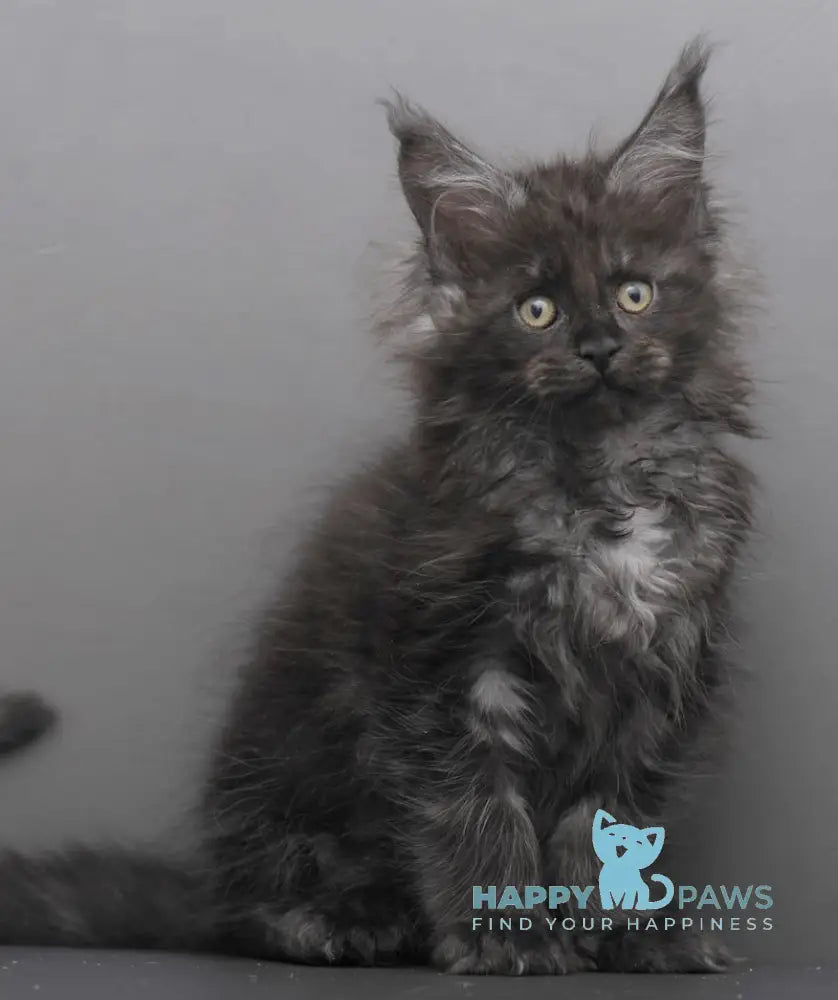 Garry Maine Coon polydactyl male black smoke live animals