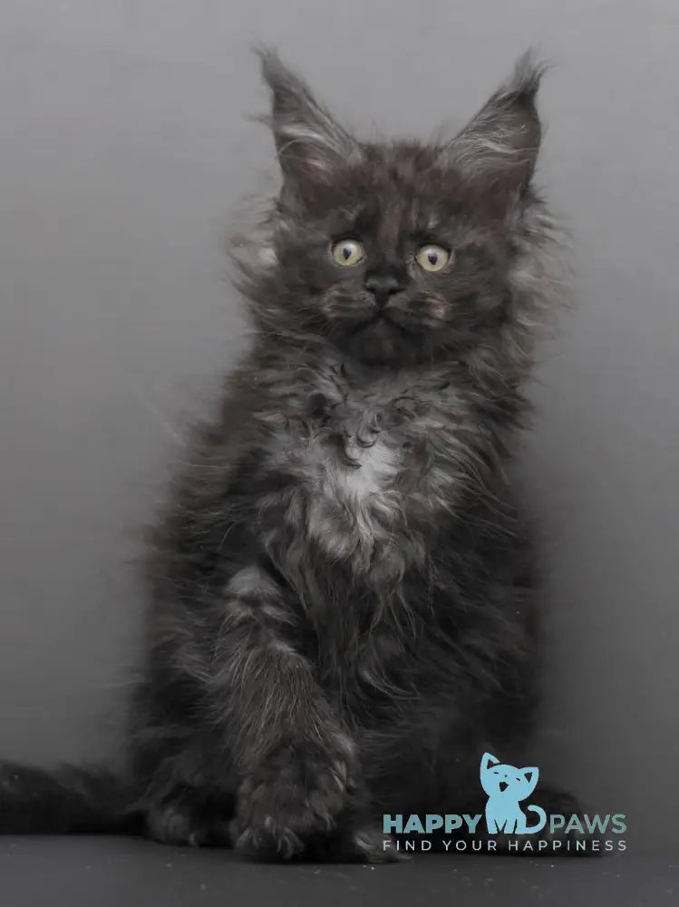 Garry Maine Coon polydactyl male black smoke live animals